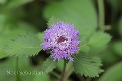 Centratherum punctatum